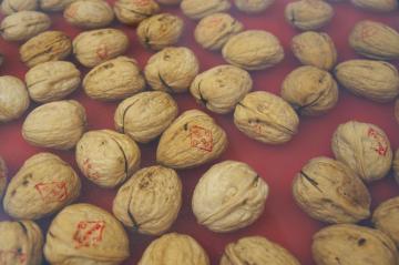Epoxy Countertop With Embedded Walnuts 1913 4