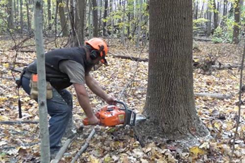 Image Harvesting Wood In Sustainably Managed Forests